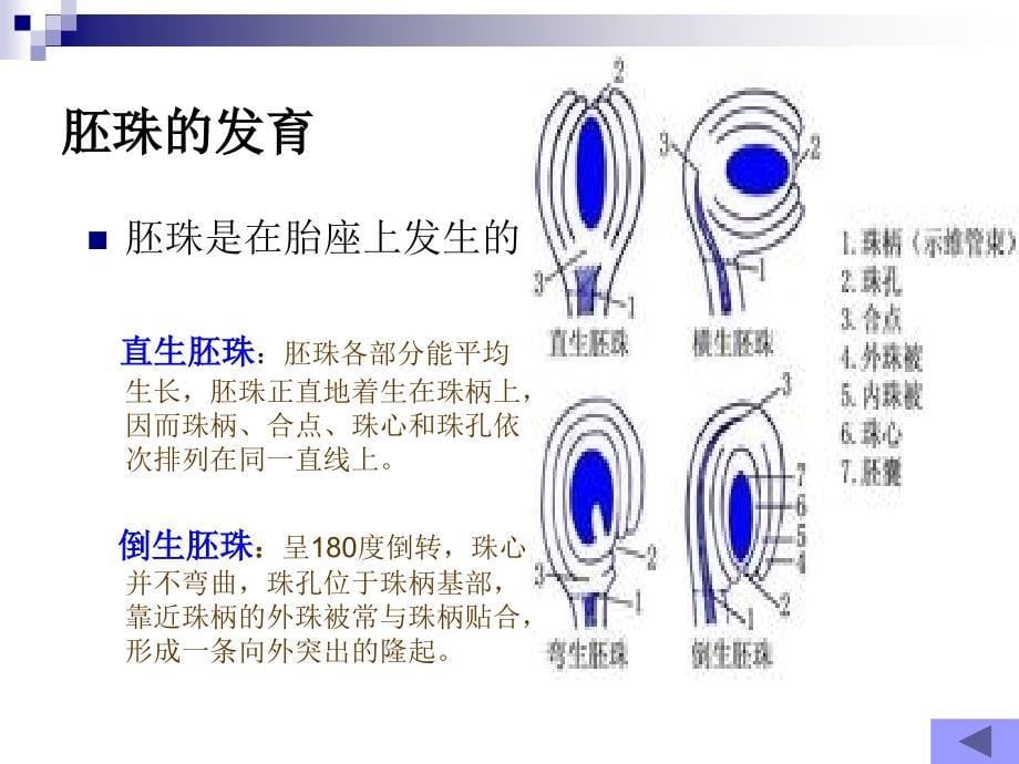 雌蕊的发育开花、传粉和受精_第5页