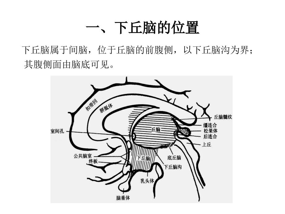 下丘脑的结构、机能与临床yin_第2页