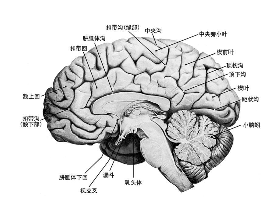 下丘脑的结构、机能与临床yin_第3页