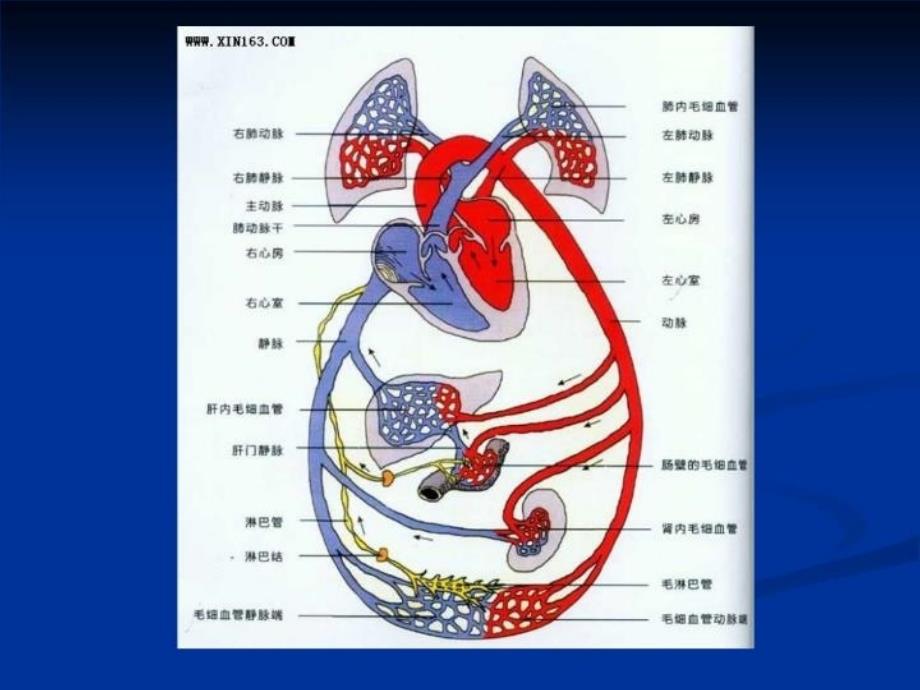 最新常见先天性心脏病PPT课件_第4页