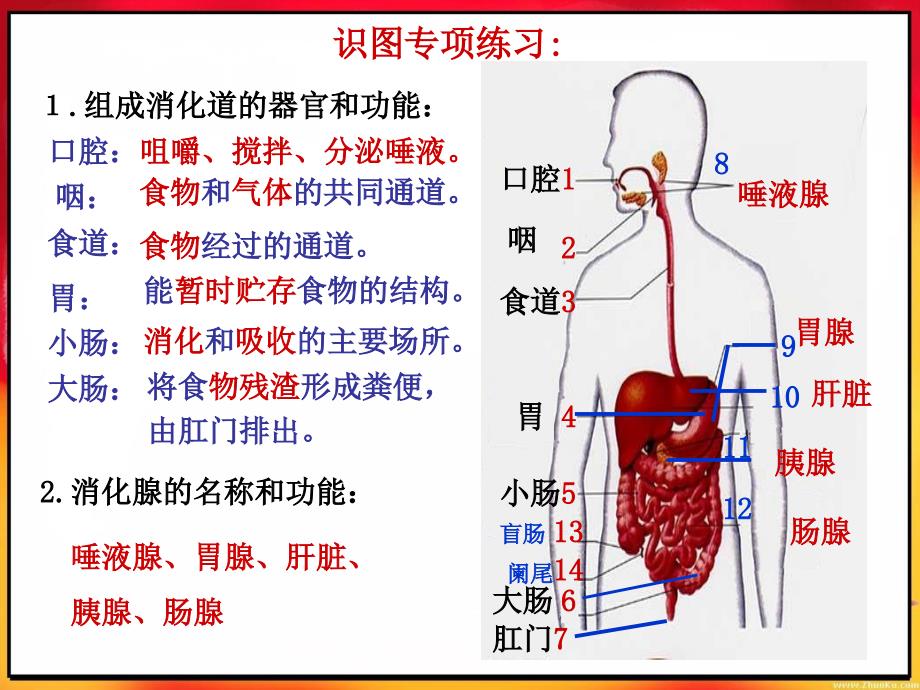 人教版初中生物会考重点图_第2页