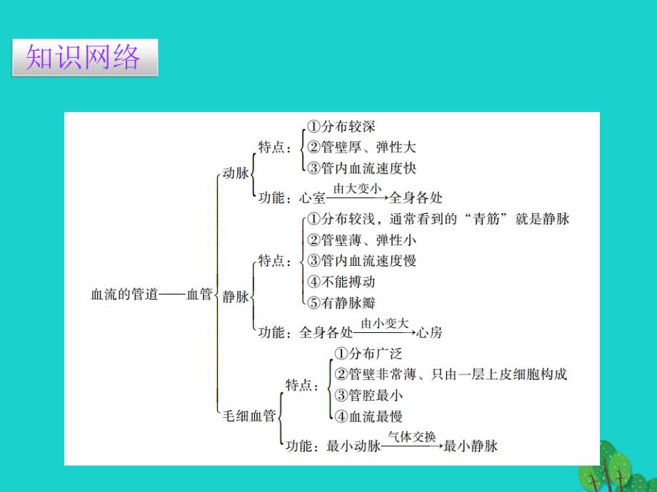 广东省七年级生物下册 第4章 第二节 血流的管道——血管导练课件 （新）新人教_第2页