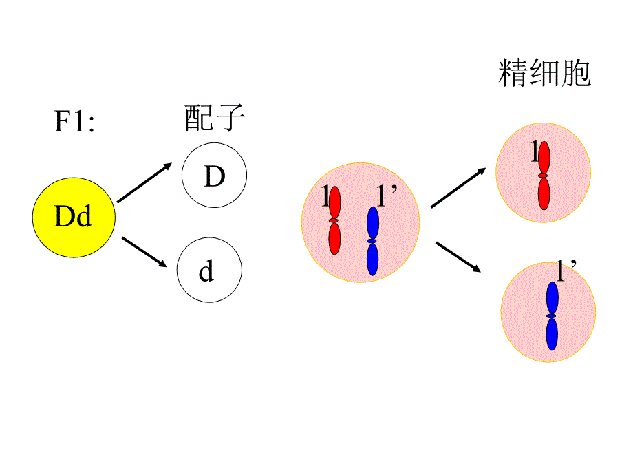 第三节伴性遗传_第4页