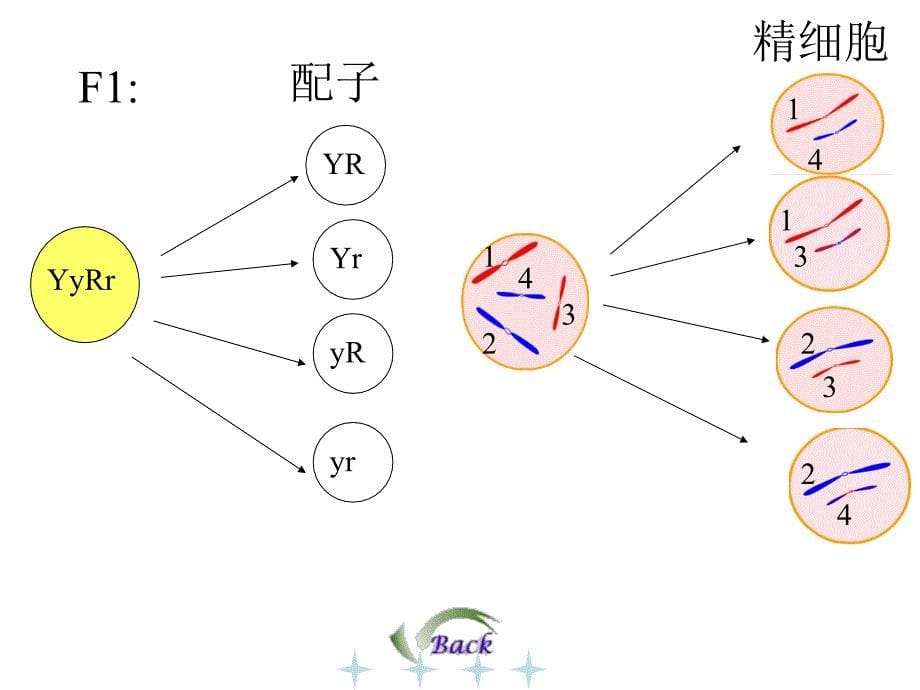 第三节伴性遗传_第5页