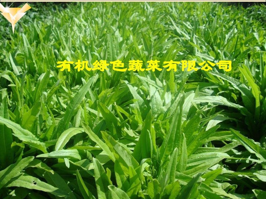 创业策划之有机蔬菜的种植及其销售_第1页