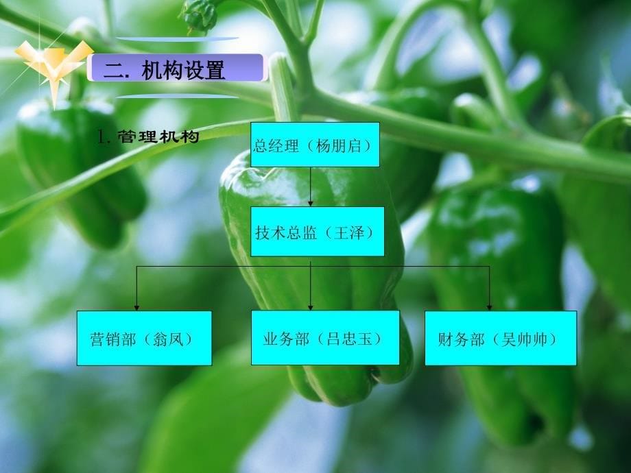 创业策划之有机蔬菜的种植及其销售_第5页