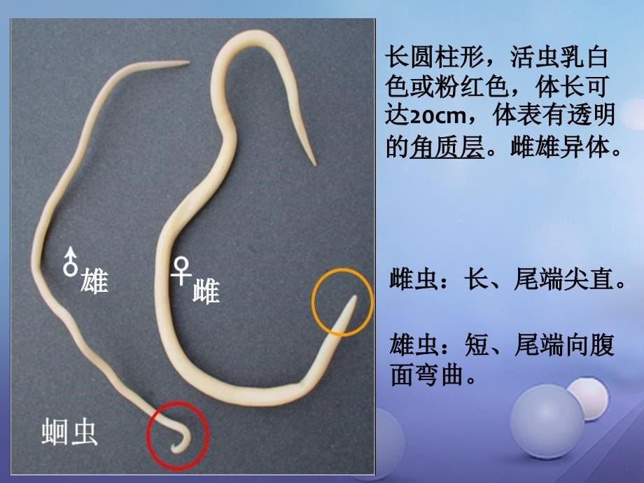 八年级生物上册 5.1.2 线形动物和环节动物 （新版）新人教版_第5页