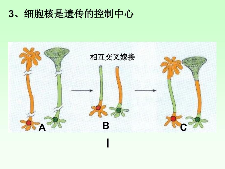 八年级生物生物的遗传和变异_第4页