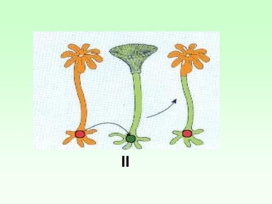 八年级生物生物的遗传和变异_第5页