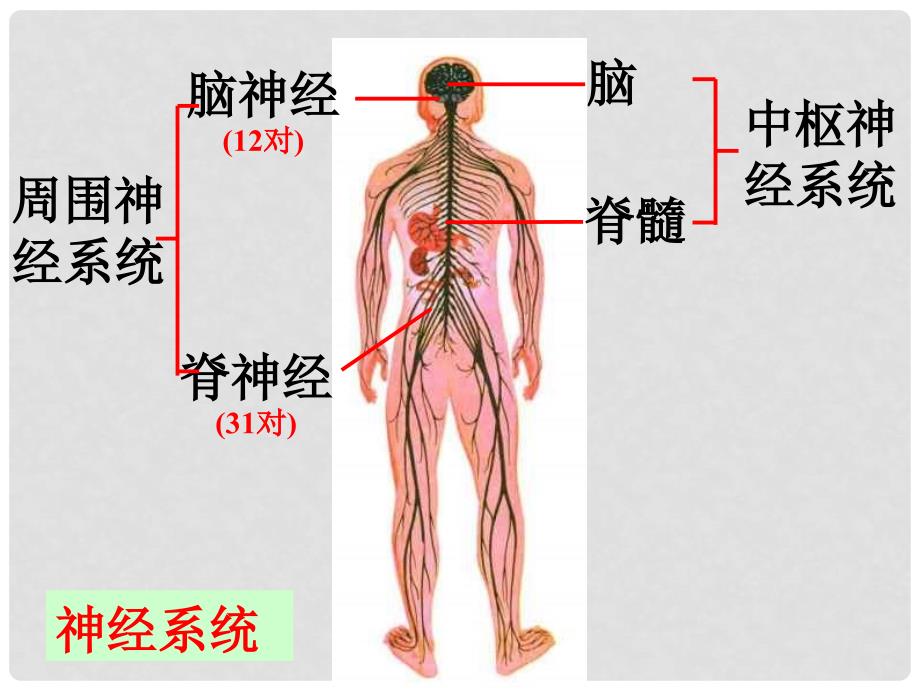 五年级科学下册 脑与神经1课件 青岛版_第3页