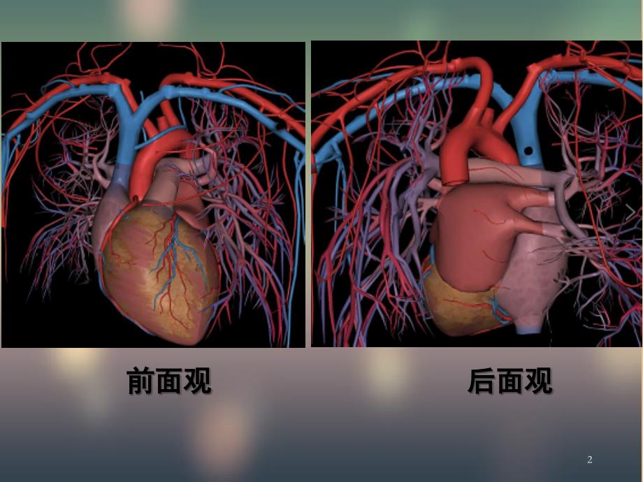 （优质课件）循环系统&#183;影像学检查方法_第2页