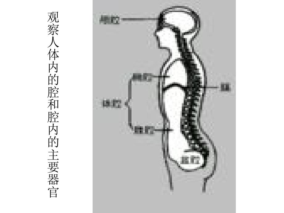 七年级生物人体和动物体的组成.ppt_第4页