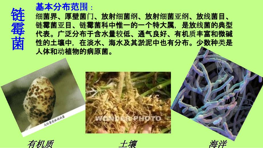 链霉菌及其在抗生素生产上的应用课件_第3页