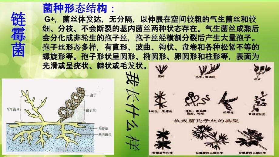 链霉菌及其在抗生素生产上的应用课件_第5页