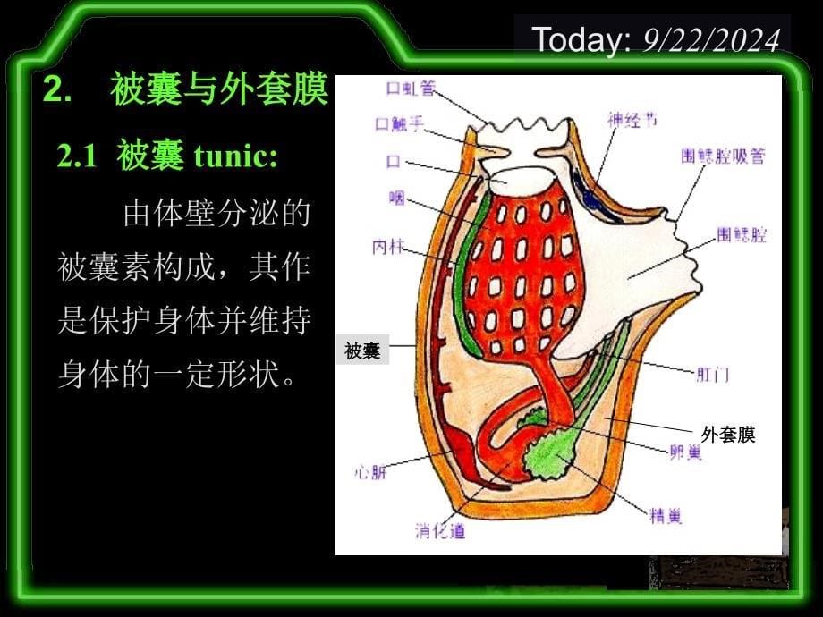 15-原索动物-尾索_第5页