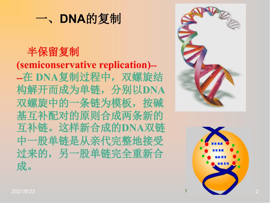 DNA复制和蛋白质合成精品课件_第2页