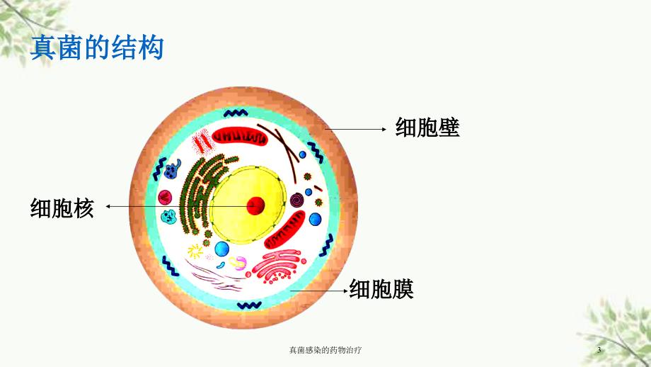 真菌感染的药物治疗课件_第3页