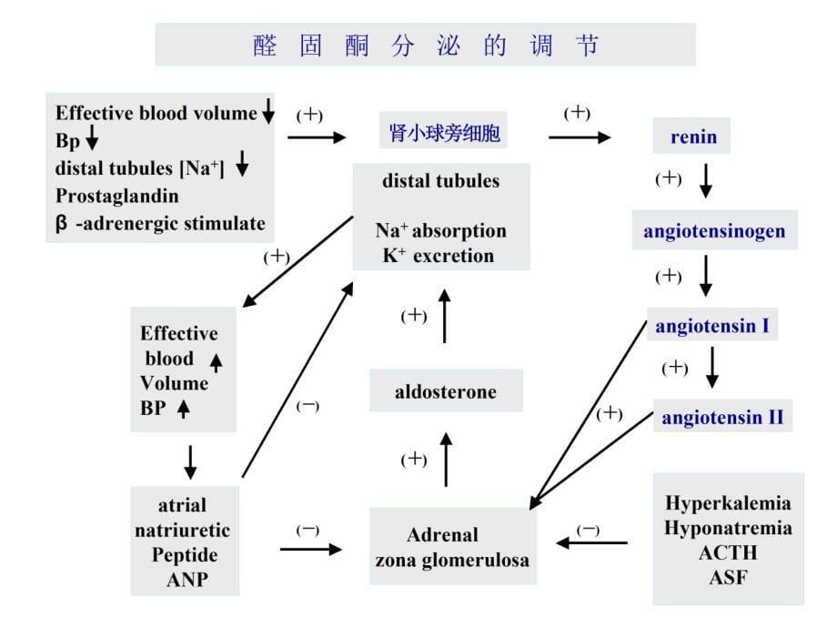 原发性醛固酮增多症.ppt_第5页