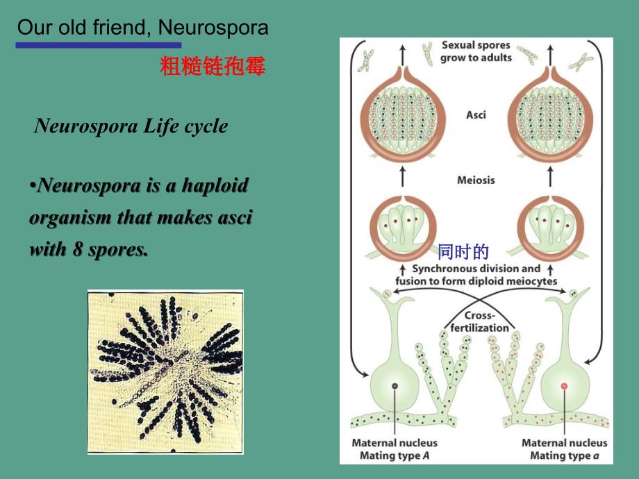 四分子分析ppt课件_第2页