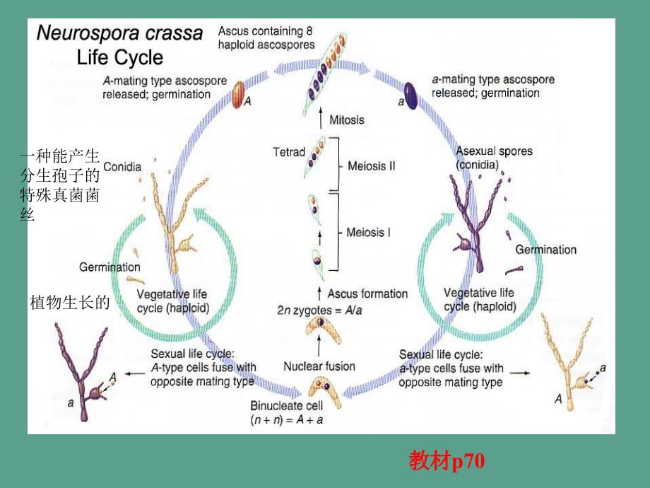 四分子分析ppt课件_第3页