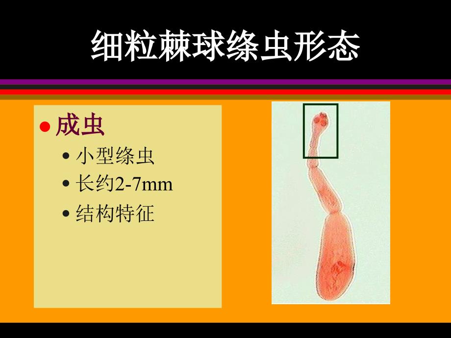 寄生虫学第七讲(棘、原)课件_第2页