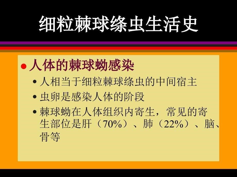 寄生虫学第七讲(棘、原)课件_第5页