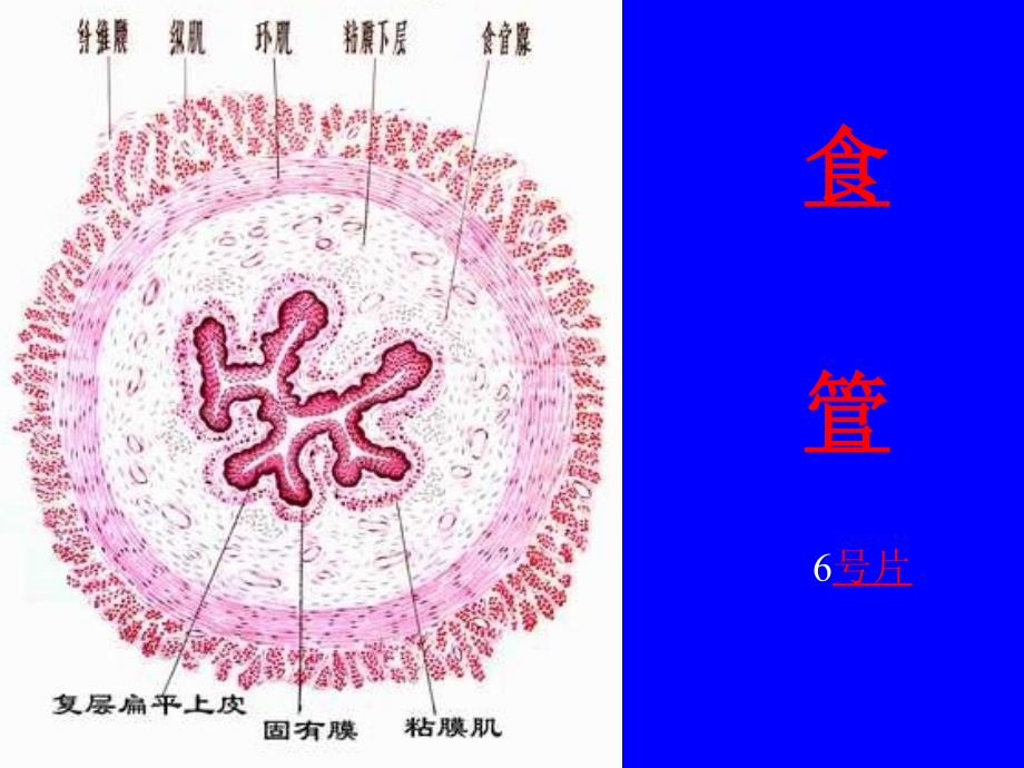 组织学与胚胎学实验课课件：9 消化管_第2页