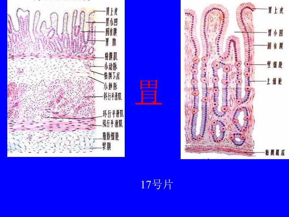 组织学与胚胎学实验课课件：9 消化管_第4页