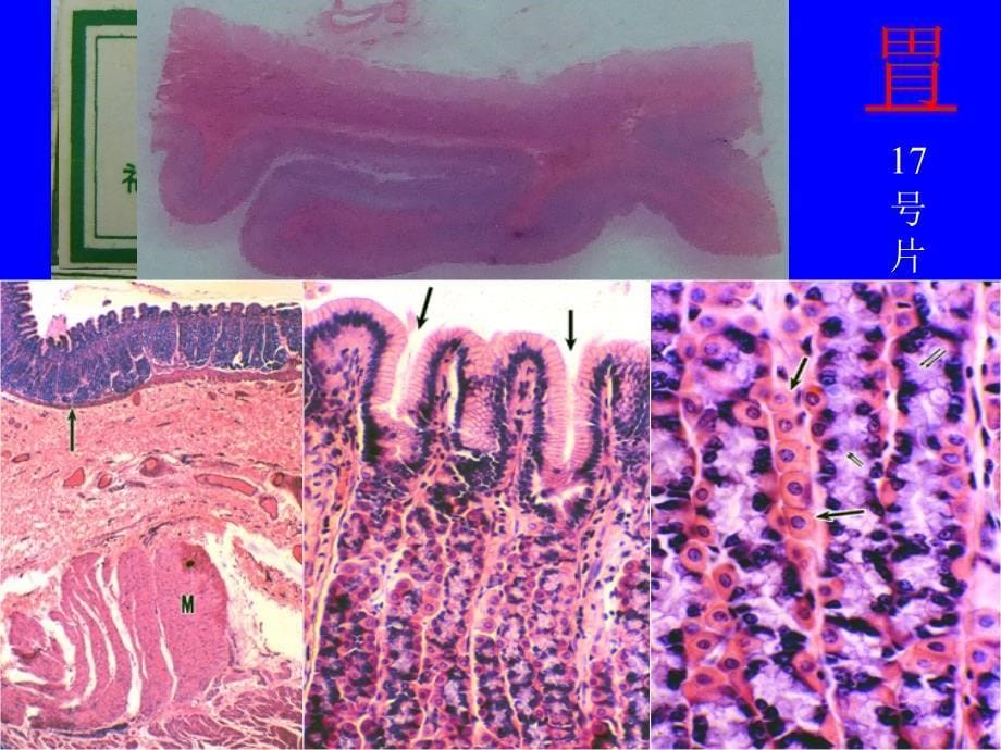 组织学与胚胎学实验课课件：9 消化管_第5页