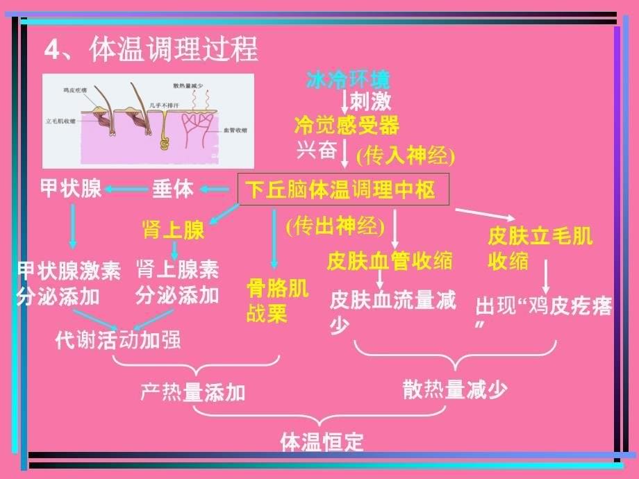 第三节神经调节和体液调节的关系文科ppt课件_第5页