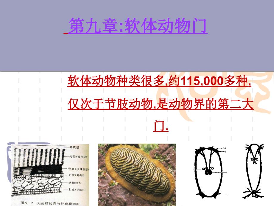 《软体特征》PPT课件_第1页