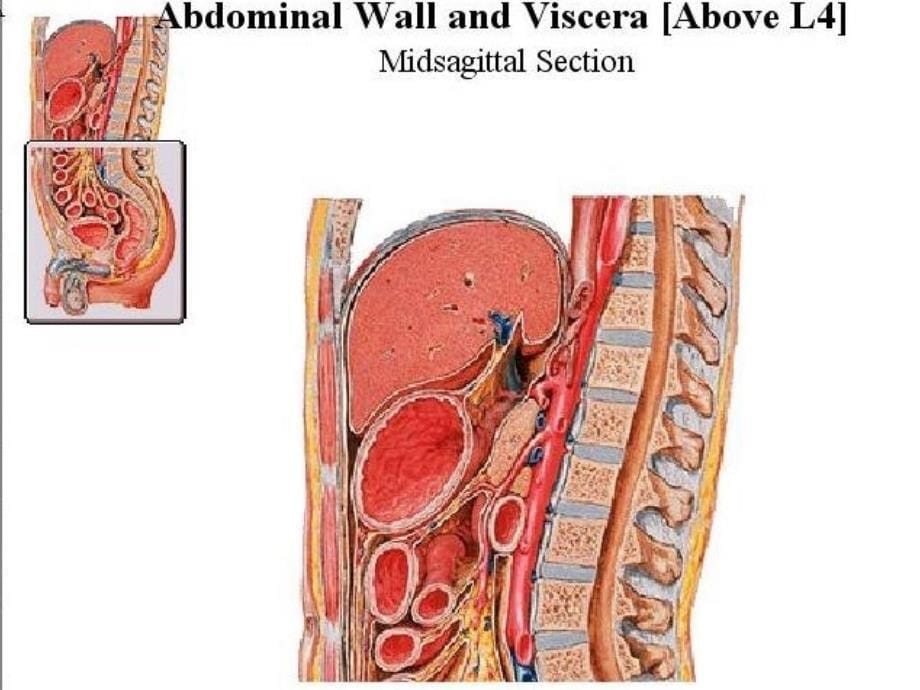 急性化脓性腹膜炎教研室_第5页