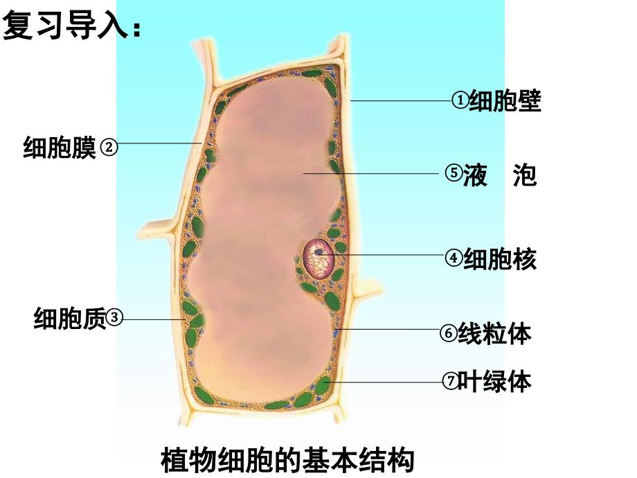 苏教版初中生物七上第2单元第三章第二节《人和动物细胞的结构和功能》课件_第1页