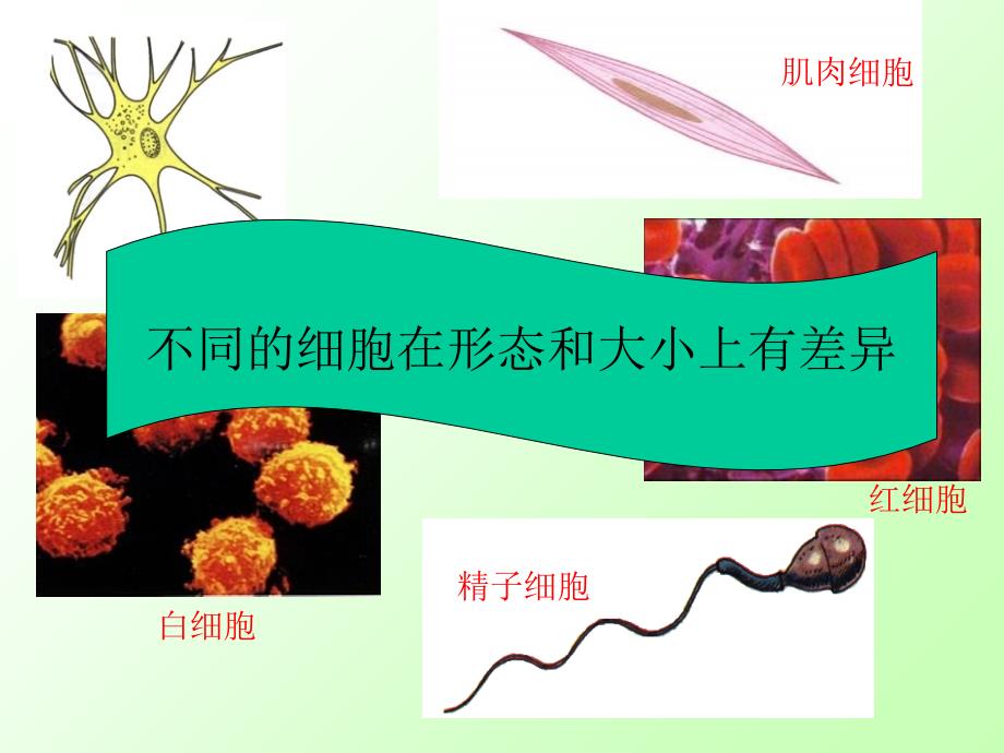 苏教版初中生物七上第2单元第三章第二节《人和动物细胞的结构和功能》课件_第4页