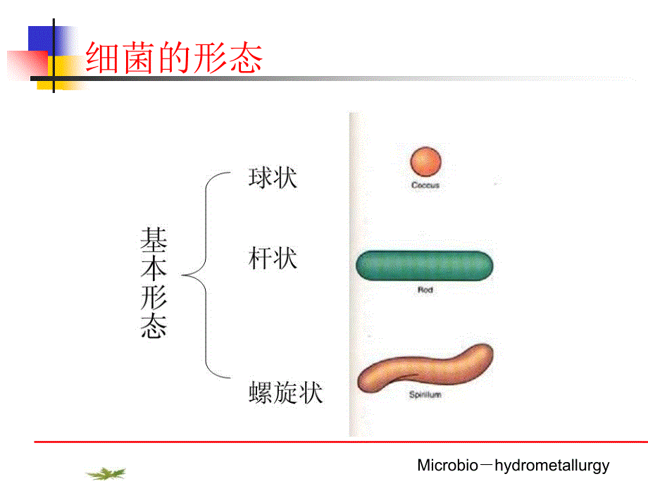 浸矿用细菌PPT课件_第2页