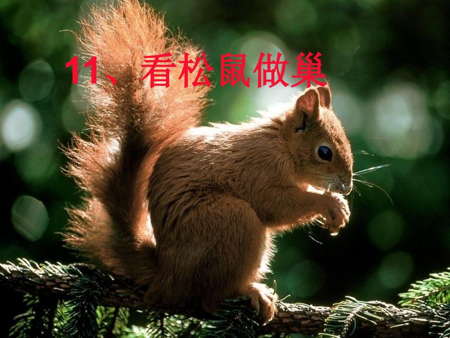 鄂教版四年级语文上册11看松鼠做巢_第1页
