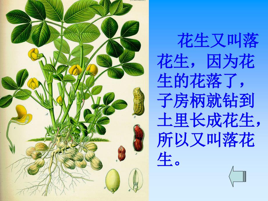 落花生课件 (2)_第2页