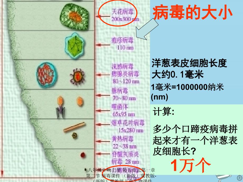 最新八年级生物上册第五单元第一章第二节病毒课件新版冀教版新版冀教级上册生物课件_第4页