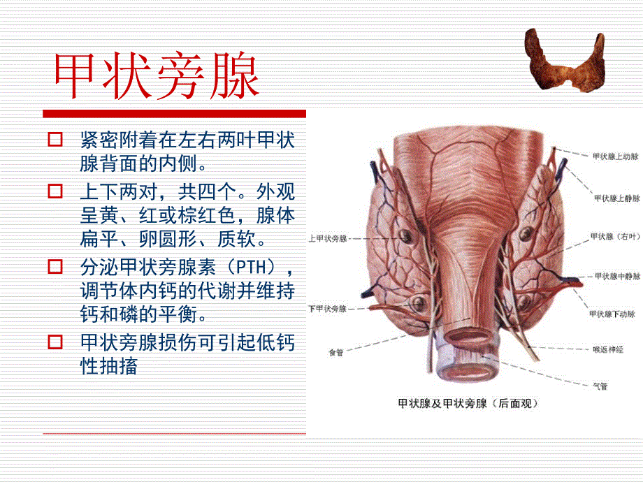 甲状腺肿瘤的护理ppt课件_第4页