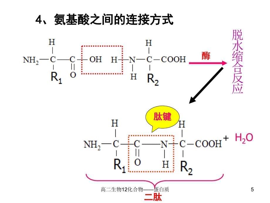 高二生物12化合物蛋白质课件_第5页