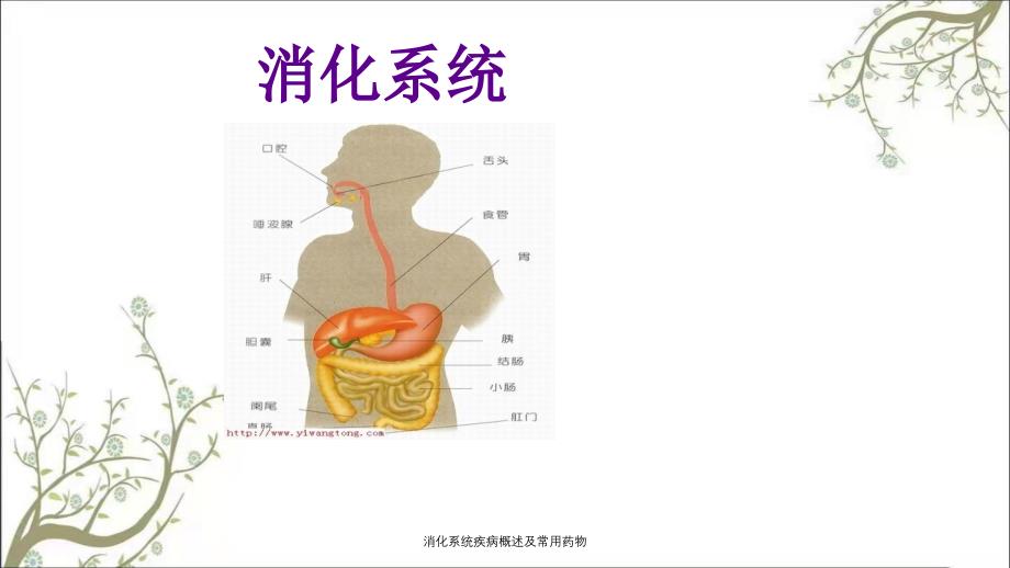 消化系统疾病概述及常用药物_第1页