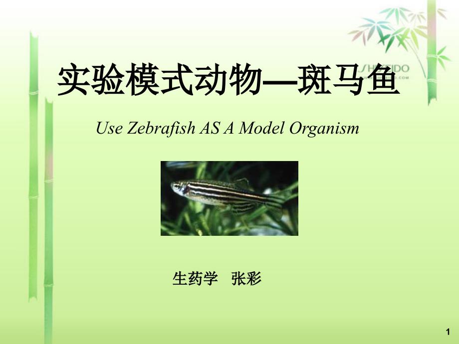 实验模式动物--斑马鱼_第1页