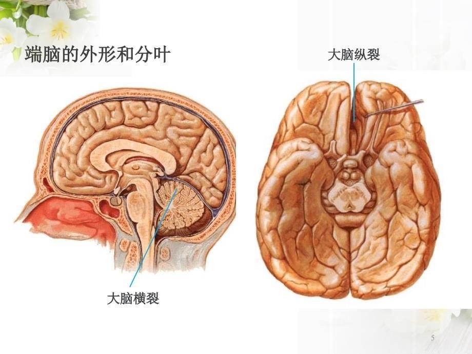 大脑解剖结构课件_第5页