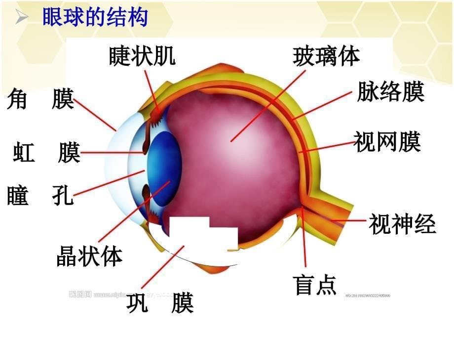 眼的主要结构及其功能_第5页