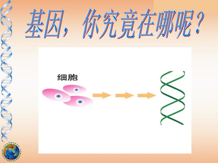 基因在染色体上.ppt_第1页