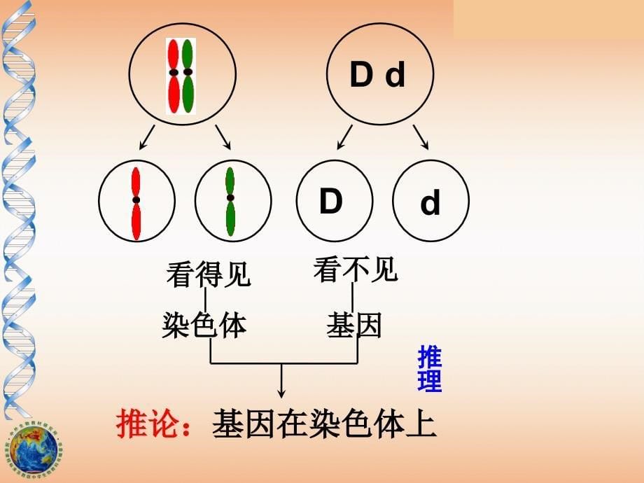 基因在染色体上.ppt_第5页