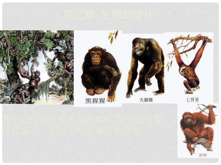 八年级生物生命的起源课件_第1页