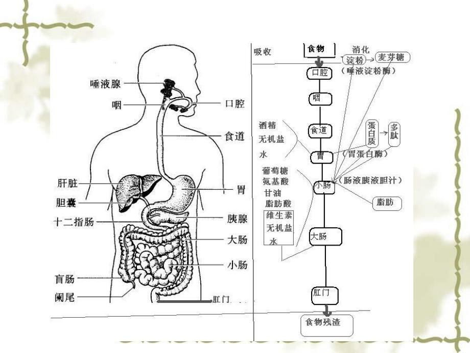 小学生营养健康知识_第4页