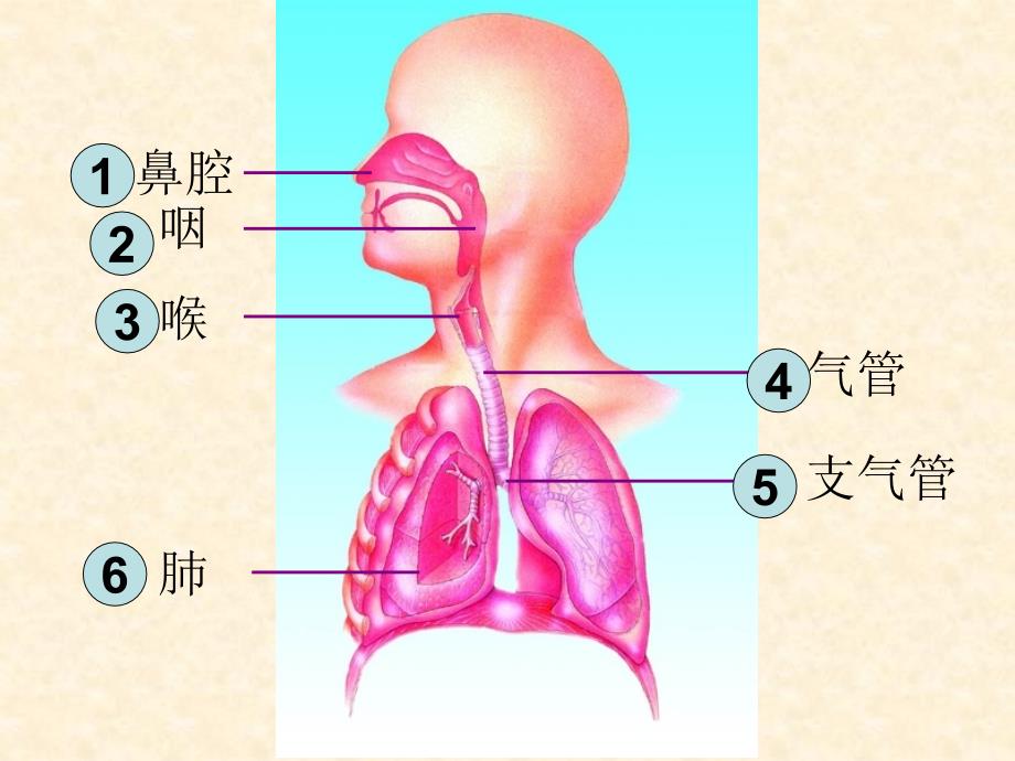 人体和外界环境的气体交换_第2页