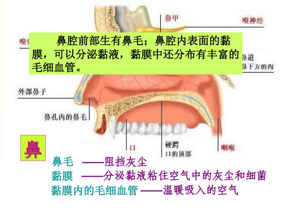 人体和外界环境的气体交换_第4页